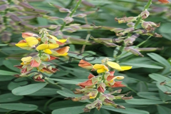 Crotalaria leschenaultii